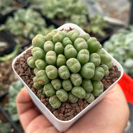 Conophytum uviform