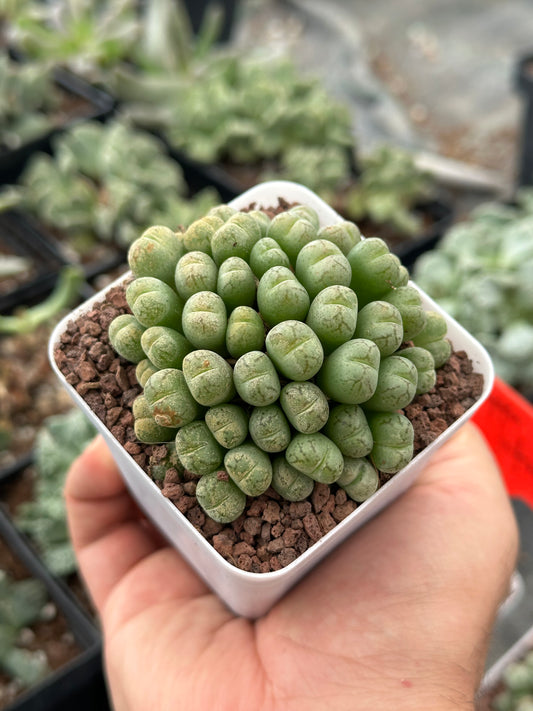 Conophytum uviform