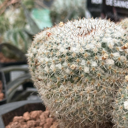 Mammillaria parkinsonii