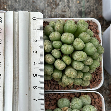 Conophytum uviform