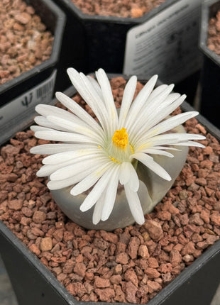 Lithop hallii var. ochracea