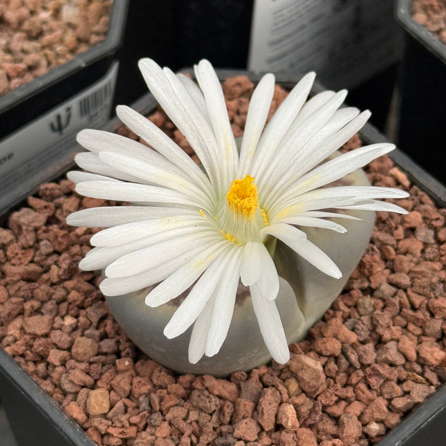 Lithop halii var. ochracea