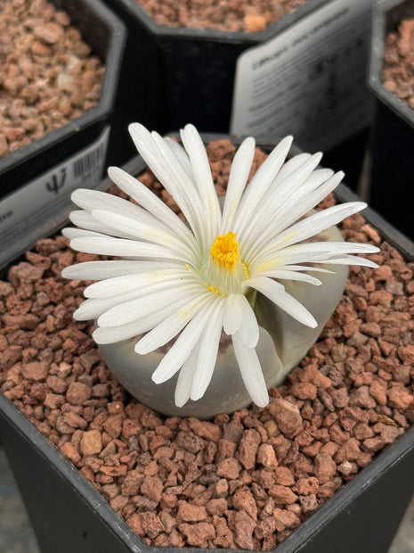Lithop hallii var. ochracea