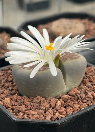 Lithop hallii var. ochracea