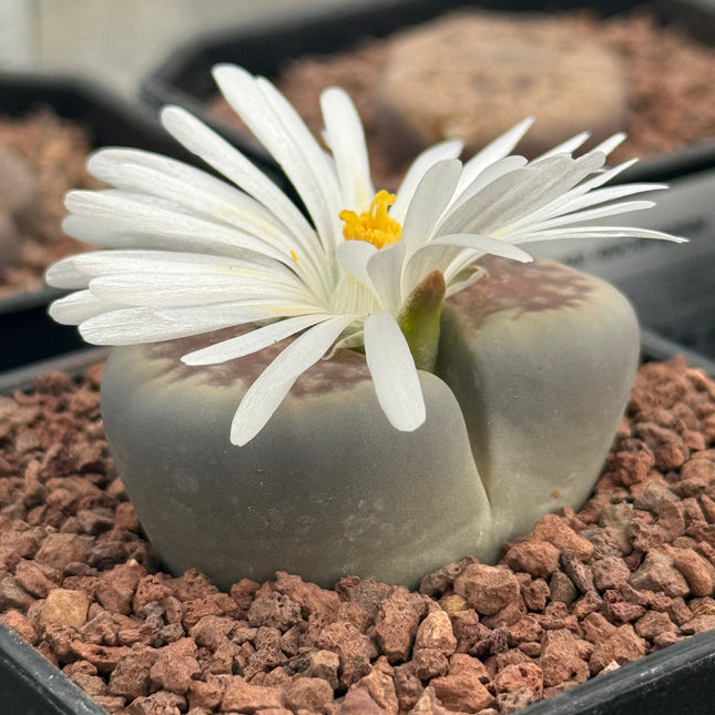 Lithop halii var. ochracea
