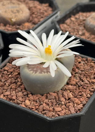 Lithop hallii var. ochracea