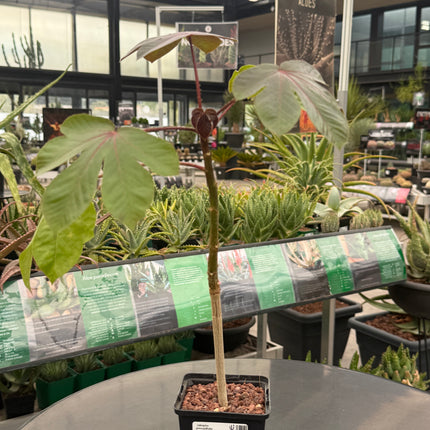 Jatropha gossypiifolia