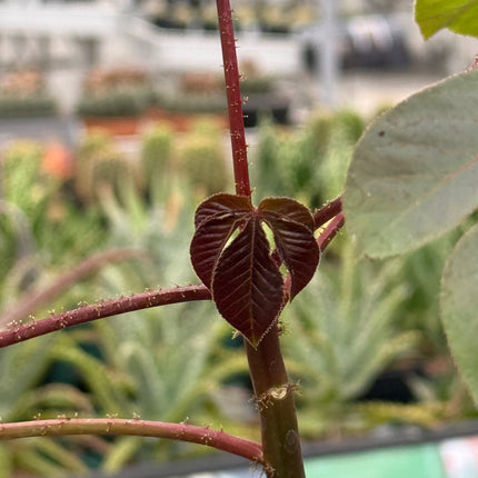 Jatropha gossypiifolia
