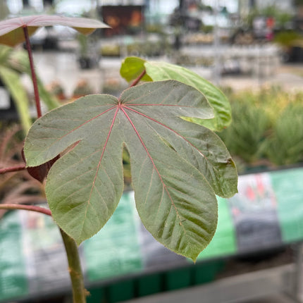 Jatropha gossypiifolia