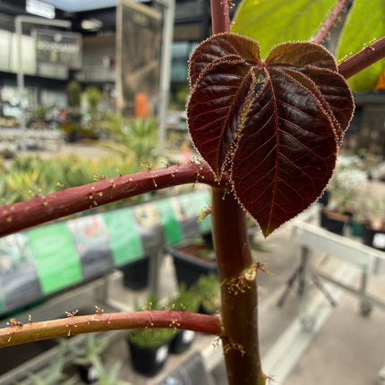 Jatropha gossypiifolia