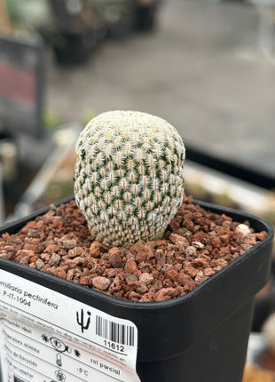 Mammillaria pectinifera