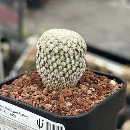 Mammillaria pectinifera
