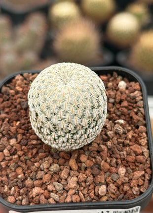 Mammillaria pectinifera