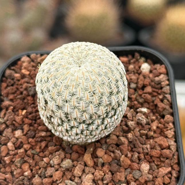 Mammillaria pectinifera