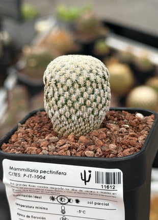 Mammillaria pectinifera