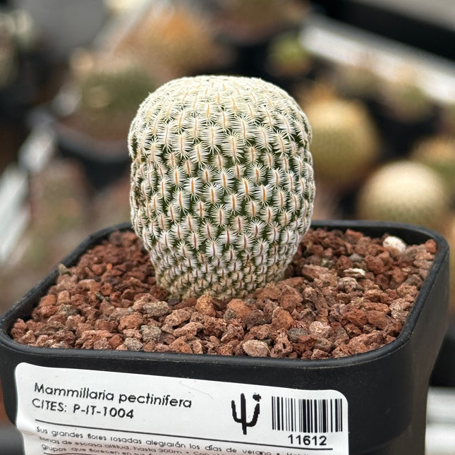 Mammillaria pectinifera