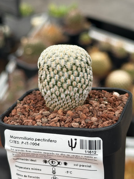 Mammillaria pectinifera