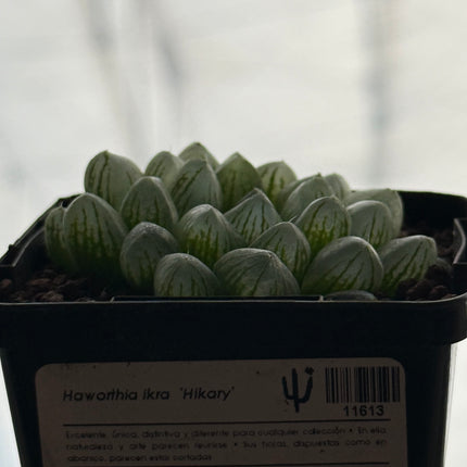 Haworthia ikra ‘Hikari’