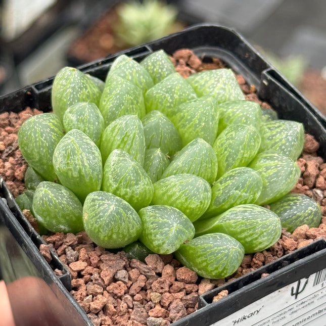 Haworthia ikra ‘Hikari’
