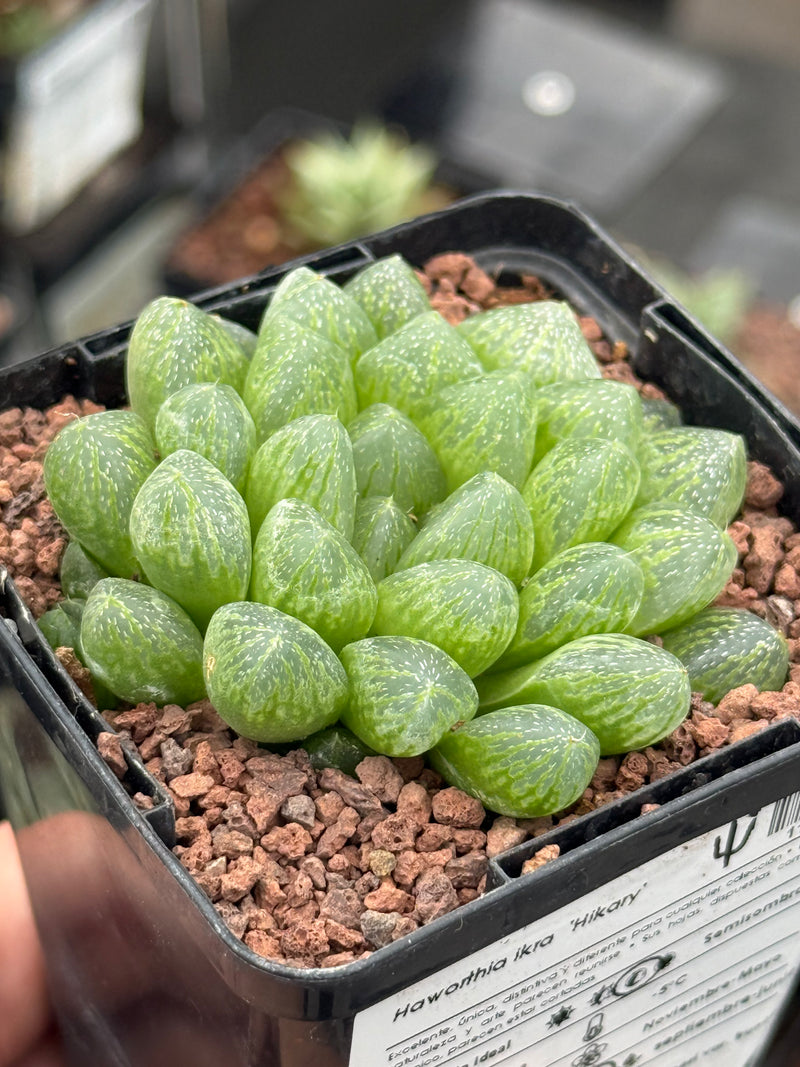 Haworthia ikra ‘Hikari’