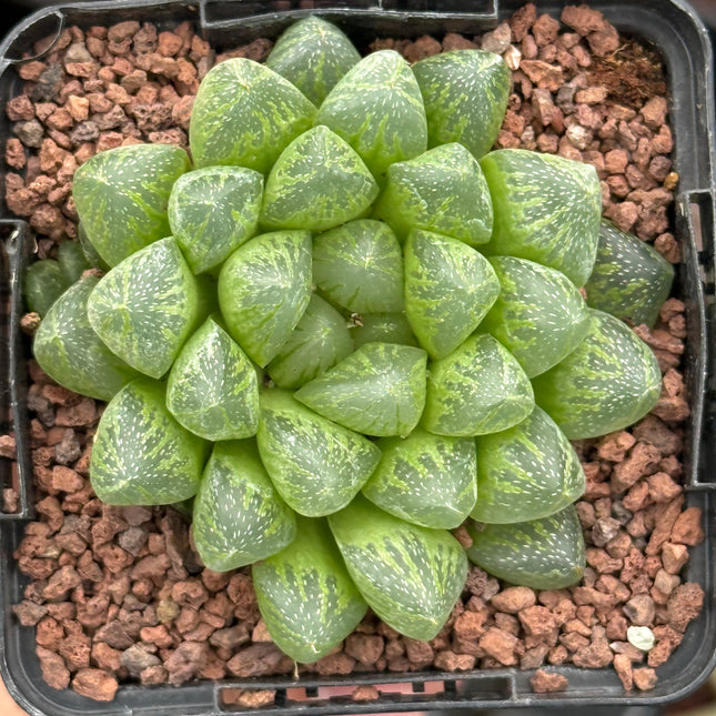 Haworthia ikra ‘Hikari’