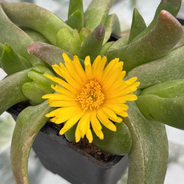 Glottiphyllum longum