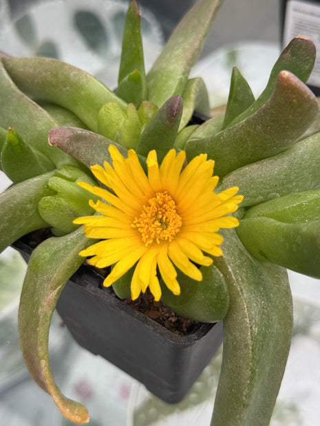 Glottiphyllum longum