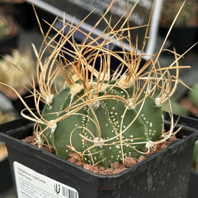 Astrophytum capricorne ‘Kihon Gyoku’