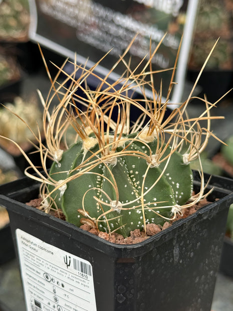Astrophytum capricorne ‘Kihon Gyoku’