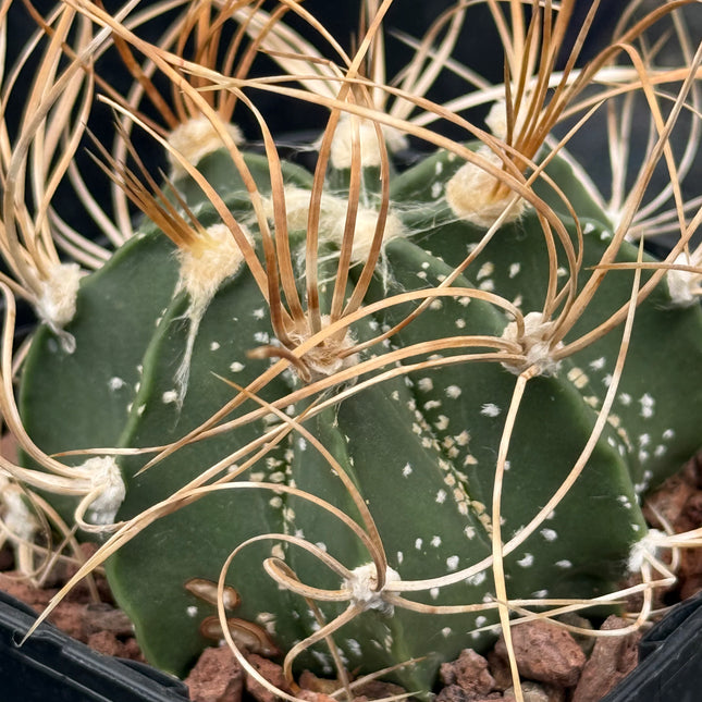 Astrophytum capricorne ‘Kihon Gyoku’