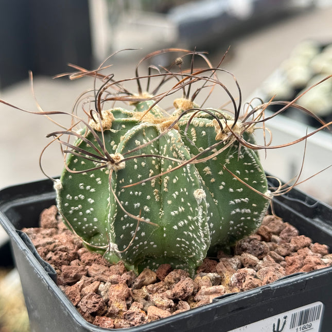 Astrophytum capricorne var. capricorne