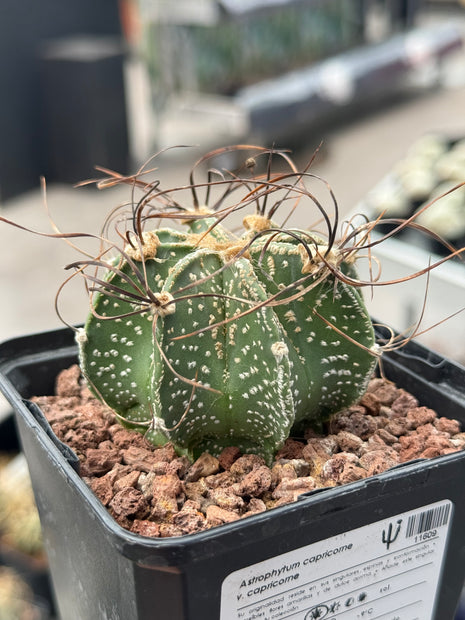 Astrophytum capricorne var. capricorne