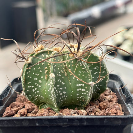Astrophytum capricorne var. capricorne