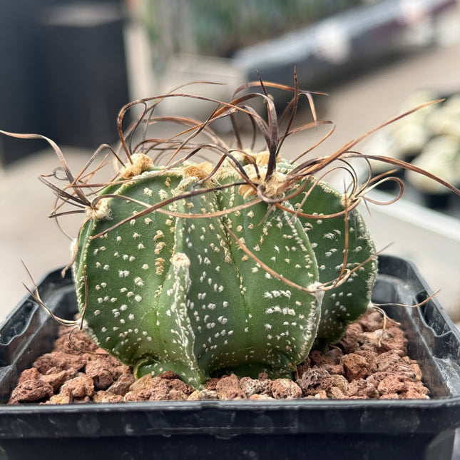 Astrophytum capricorne var. capricorne