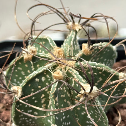 Astrophytum capricorne var. capricorne