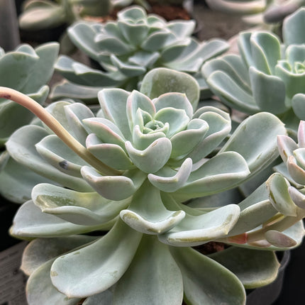 x Pachyveria ‘Orpet’