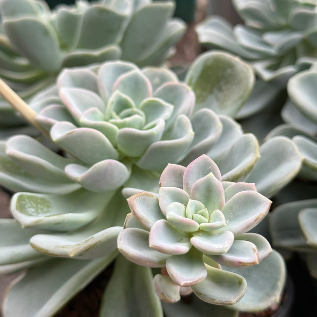 x Pachyveria ‘Orpet’