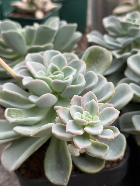 x Pachyveria ‘Orpet’