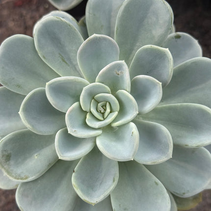 x Pachyveria ‘Orpet’