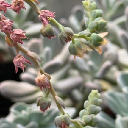 x Pachyveria ‘Orpet’