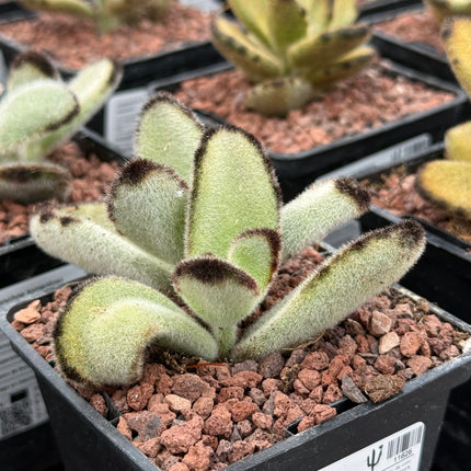 Kalanchoe tomentosa 'Big Panda'