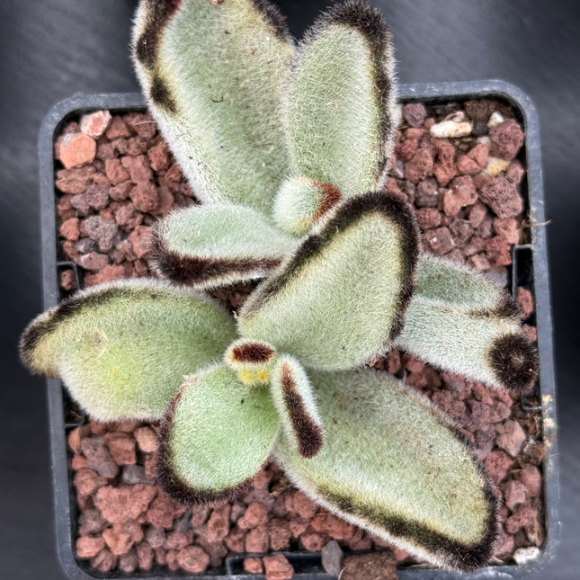 Kalanchoe tomentosa 'Big Panda'