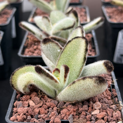 Kalanchoe tomentosa 'Big Panda'