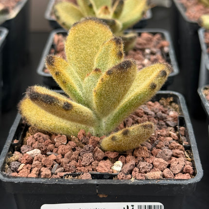Kalanchoe tomentosa 'Leopard'