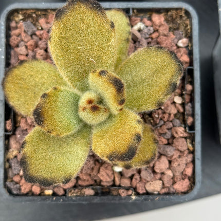 Kalanchoe tomentosa 'Leopard'