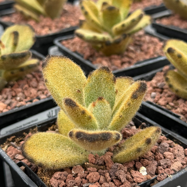 Kalanchoe tomentosa 'Leopard'