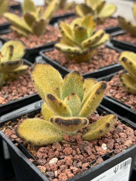 Kalanchoe tomentosa 'Leopard'