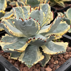 Collection image for: VARIEGATED