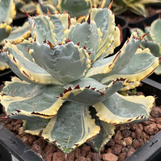 Agave isthmensis ‘Kabutogani’ f. variegada
