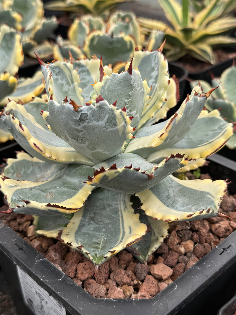 Agave isthmensis ‘Kabutogani’ f. variegada